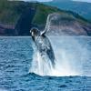 images/Gallery Newfoundland/p140005_015rr-1000 pixels @ 72 dpi.jpg